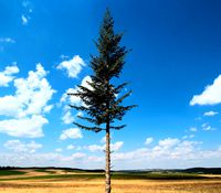 Conifer Tree 001