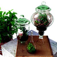 Terrarium with flowers