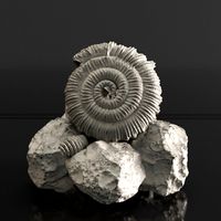Sea fossil