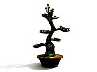 Bonsai