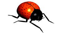 Lady Bug