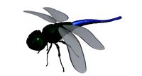 Dragon fly