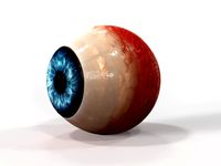 Realistic Human Eye