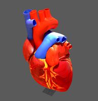 Human Heart anatomy Lowpoly Ar VR mobile