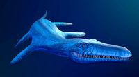 Liopleurodon model Low Polyl AR VR mobile