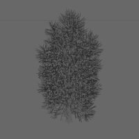 Carolina Poplar Tree