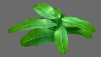 Bright Forest Plant