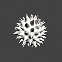 Daisy pollen