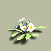 Doofus Plants - DAISY