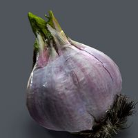 Garlic