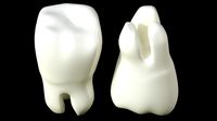 Tooth