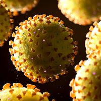 CoronaVirus