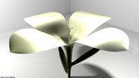 Flower - Frangipani