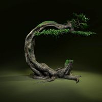 Tree C