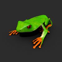 Red eyed frog