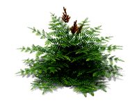 Purple Royal Fern (218)
