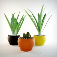 Grass in pots 3D Model