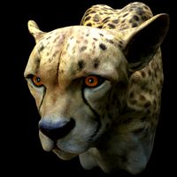 Cheetah Head