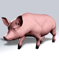 Pig Rigged