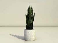 Snake Plant Model - Dracaena Trifasciata