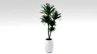 Slender Lady Palm Plant Model - Rhapis humilis