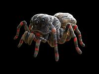 SPIDER