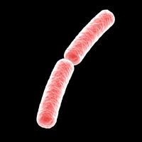 Bacillus Bacteria Red