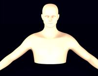 Male Torso
