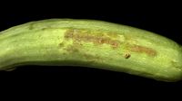 Photoscanned Photogrammetry Zucchini Vegetable 4k