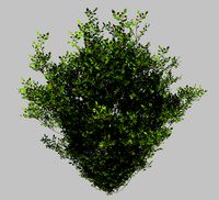 Decoration - Flowers 92