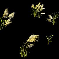 Plant - Reed 669