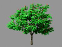 Plant - Torch Tree 06