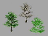 Moon Temple - Pine Tree 02