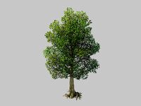 Moon Temple - Tree 04