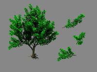 Moon Temple - Tree 03
