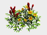 Small Plant - Mountain Flower 42