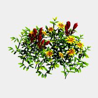 Small Plants - Shanhua 41