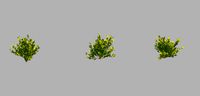 Small plants 09