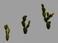 Desert Plant - Cactus 06