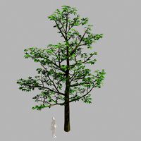 Forest Plants - Trees 63