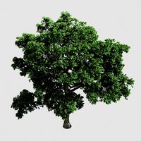 Forest - Eucalyptus 32