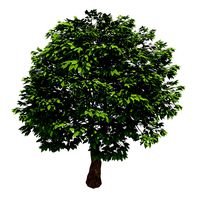 Forest - Cassia Tree 38