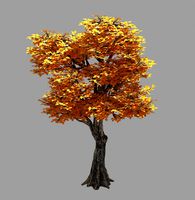 Forest - Populus 003