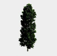 Forest - Poplar 23