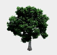 Forest - Ash Tree 32