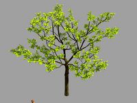 Many leaves - tree 32