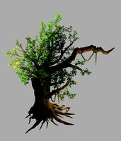 Fernnor Tree Cave - Left Tree 01
