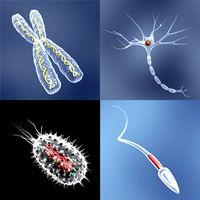 Detail Micro Cells_max_collection