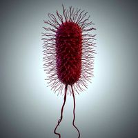 Colon bacillus