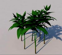 Leaf Grass